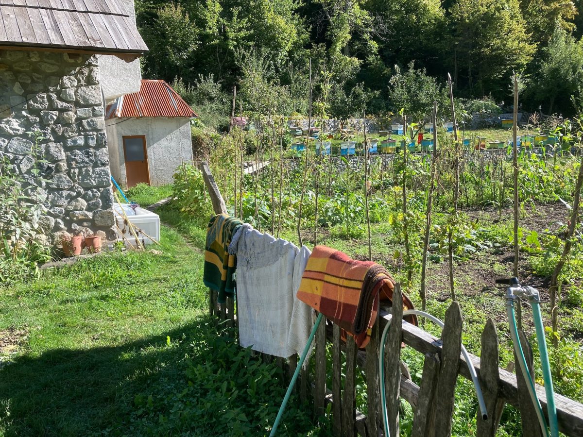 Désherbant naturel : 17 méthodes pour désherber votre jardin écologiquement